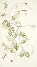 Galega capensis - Nikolaus Joseph Freiherr von Jacquin — Ansicht des Kunstwerks