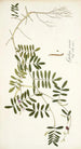 Galega cinerea - Nikolaus Joseph Freiherr von Jacquin — Ansicht des Kunstwerks