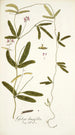 Galega longifolia - Nikolaus Joseph Freiherr von Jacquin — Ansicht des Kunstwerks