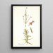Gaura fruticosa - Nikolaus Joseph Freiherr von Jacquin — gerahmtes Bild an der Wand