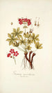 Geranium macrorrhizum - Nikolaus Joseph Freiherr von Jacquin — vista dell’opera
