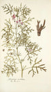 Geranium revolutum - Nikolaus Joseph Freiherr von Jacquin — vista dell’opera