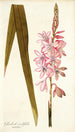 Gladioli iridifolii - Nikolaus Joseph Freiherr von Jacquin — vista dell’opera