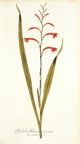 Nikolaus Joseph Freiherr von Jacquin - Gladioli meriani varietas.webp