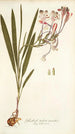 Gladioli tubati varietas - Nikolaus Joseph Freiherr von Jacquin — Ansicht des Kunstwerks