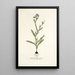 Gladiolus anceps - Nikolaus Joseph Freiherr von Jacquin — quadro incorniciato alla parete