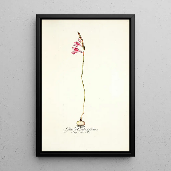 Nikolaus Joseph Freiherr von Jacquin - Gladiolus brevifolius.webp