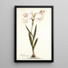 Gladiolus carneus - Nikolaus Joseph Freiherr von Jacquin — quadro incorniciato alla parete