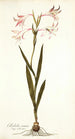 Gladiolus carneus - Nikolaus Joseph Freiherr von Jacquin — vista dell’opera