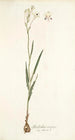 Gladiolus crispus - Nikolaus Joseph Freiherr von Jacquin — vista dell’opera