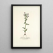 Gladiolus fissifolius - Nikolaus Joseph Freiherr von Jacquin — quadro incorniciato alla parete