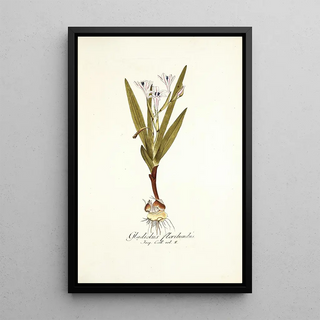 Nikolaus Joseph Freiherr von Jacquin - Gladiolus floribundus.webp