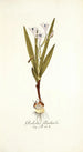 Gladiolus floribundus - Nikolaus Joseph Freiherr von Jacquin — vista dell’opera