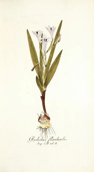 Nikolaus Joseph Freiherr von Jacquin - Gladiolus floribundus.webp