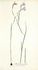 Gladiolus gracilis - Nikolaus Joseph Freiherr von Jacquin — vista dell’opera
