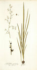 Gladiolus gramineus - Nikolaus Joseph Freiherr von Jacquin — Ansicht des Kunstwerks