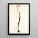 Gladiolus hirsutus - Nikolaus Joseph Freiherr von Jacquin — quadro incorniciato alla parete