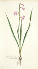 Gladiolus laccatus - Nikolaus Joseph Freiherr von Jacquin — vista dell’opera