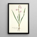 Gladiolus laccatus - Nikolaus Joseph Freiherr von Jacquin — quadro incorniciato alla parete