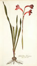 Gladiolus merianus - Nikolaus Joseph Freiherr von Jacquin — vista dell’opera