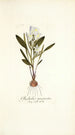 Gladiolus mucronatus - Nikolaus Joseph Freiherr von Jacquin — vista dell’opera