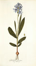 Gladiolus plicatus - Nikolaus Joseph Freiherr von Jacquin — vista dell’opera