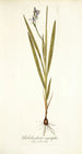 Gladiolus plicatus angustifolius - Nikolaus Joseph Freiherr von Jacquin — Ansicht des Kunstwerks