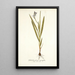 Gladiolus plicatus angustifolius - Nikolaus Joseph Freiherr von Jacquin — gerahmtes Bild an der Wand