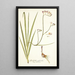 Gladiolus refractus - Nikolaus Joseph Freiherr von Jacquin — quadro incorniciato alla parete