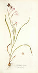 Gladiolus roseus - Nikolaus Joseph Freiherr von Jacquin — vista dell’opera