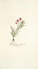 Gladiolus silenoides - Nikolaus Joseph Freiherr von Jacquin — vista dell’opera