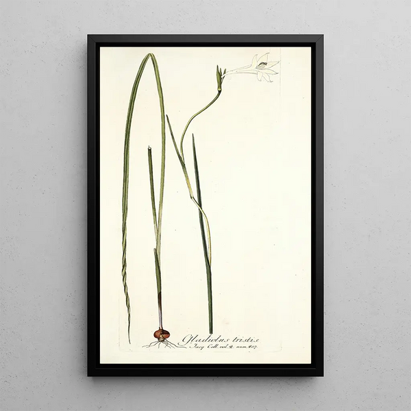 Gladiolus tristis - Nikolaus Joseph Freiherr von Jacquin — framed artwork on a wall