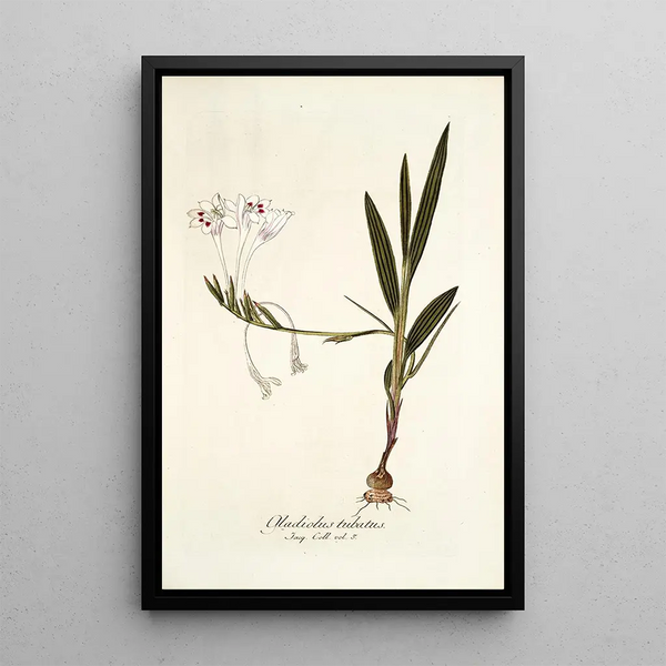Gladiolus tubatus - Nikolaus Joseph Freiherr von Jacquin — framed artwork on a wall