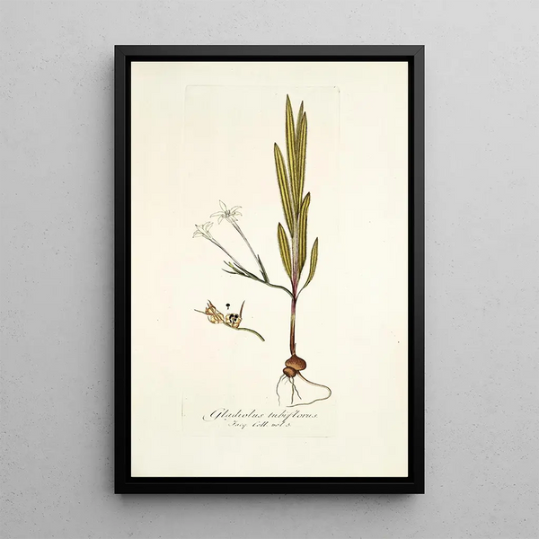Gladiolus tubiflorus - Nikolaus Joseph Freiherr von Jacquin — framed artwork on a wall