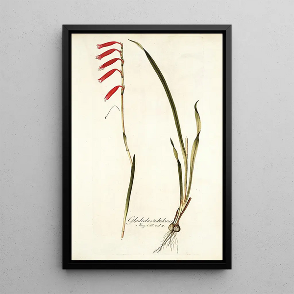 Gladiolus tubulosus - Nikolaus Joseph Freiherr von Jacquin — framed artwork on a wall