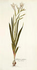 Gladiolus undulatus - Nikolaus Joseph Freiherr von Jacquin — vista dell’opera