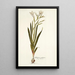 Gladiolus undulatus - Nikolaus Joseph Freiherr von Jacquin — quadro incorniciato alla parete