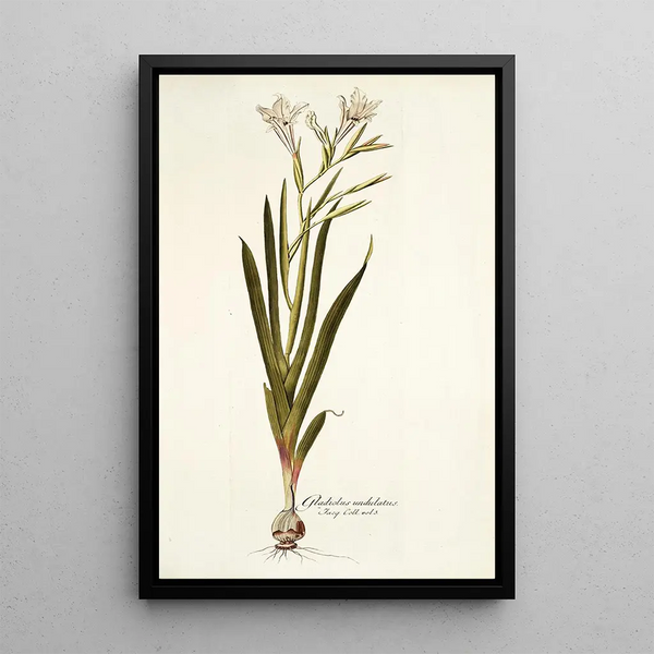 Gladiolus undulatus - Nikolaus Joseph Freiherr von Jacquin — framed artwork on a wall