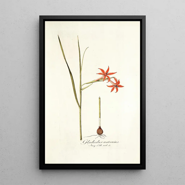Gladiolus watsonius - Nikolaus Joseph Freiherr von Jacquin — framed artwork on a wall