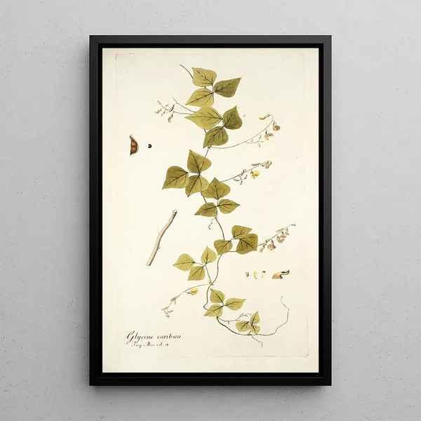 Glycine caribaea - Nikolaus Joseph Freiherr von Jacquin — framed artwork on a wall