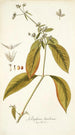 Gomphrena brasiliensis - Nikolaus Joseph Freiherr von Jacquin — vista dell’opera