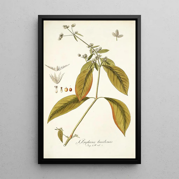 Gomphrena brasiliensis - Nikolaus Joseph Freiherr von Jacquin — framed artwork on a wall