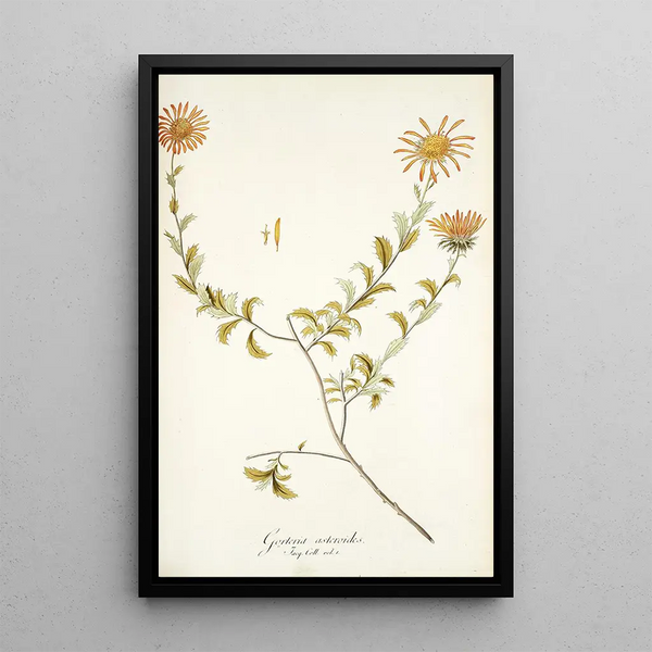 Gorteria asteroides - Nikolaus Joseph Freiherr von Jacquin — framed artwork on a wall