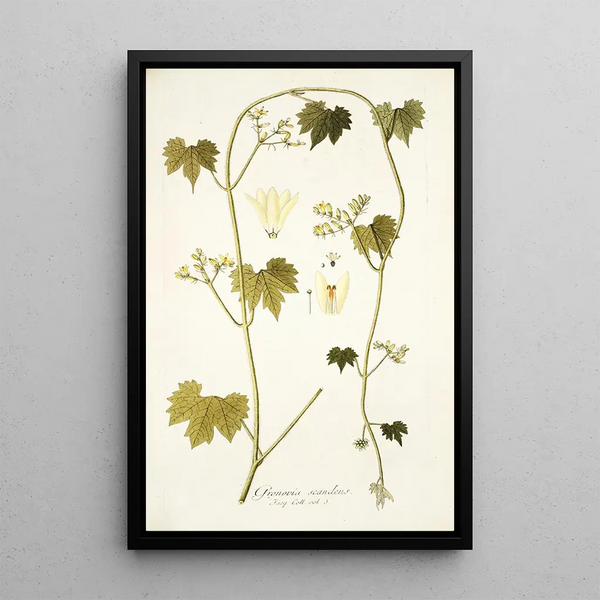 Gronovia scandens - Nikolaus Joseph Freiherr von Jacquin — framed artwork on a wall
