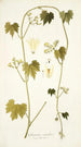 Gronovia scandens - Nikolaus Joseph Freiherr von Jacquin — Ansicht des Kunstwerks