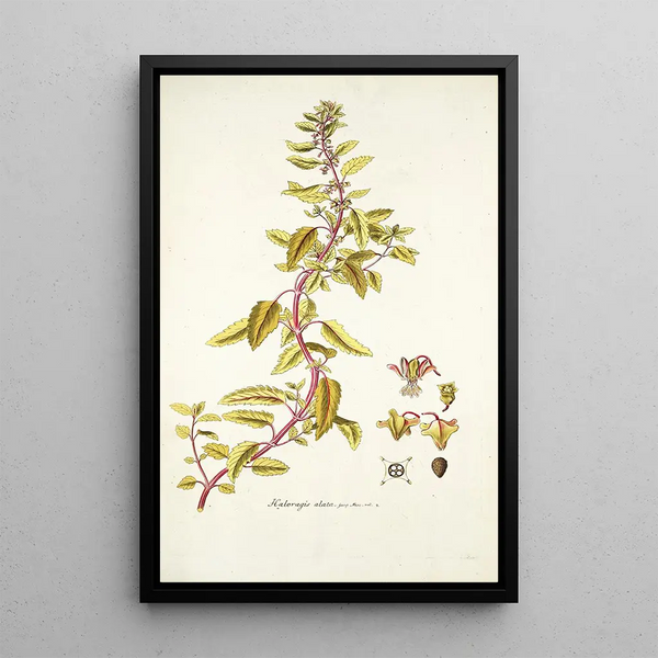 Haloragis alata - Nikolaus Joseph Freiherr von Jacquin — framed artwork on a wall