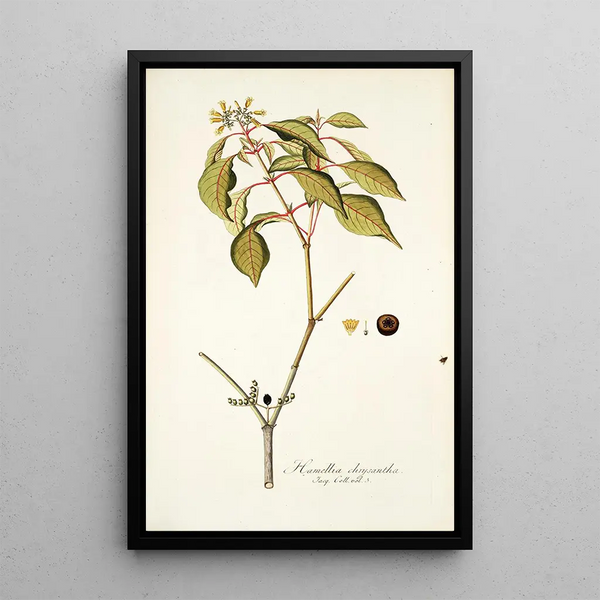 Hamellia chrysantha - Nikolaus Joseph Freiherr von Jacquin — framed artwork on a wall