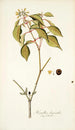 Hamellia chrysantha - Nikolaus Joseph Freiherr von Jacquin — vista dell’opera