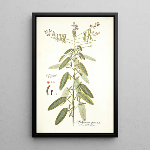 Hedysarum gyrans - Nikolaus Joseph Freiherr von Jacquin — framed artwork on a wall