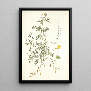 Nikolaus Joseph Freiherr von Jacquin - Hedysarum muricatum.webp